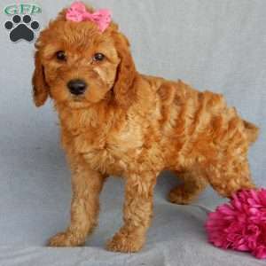 Bubbles (medium), Goldendoodle Puppy